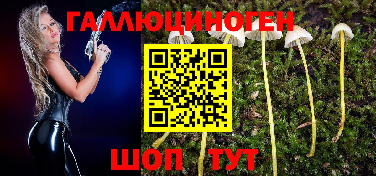 Галлюциногенные грибы Psilocybine cubensis Астрахань